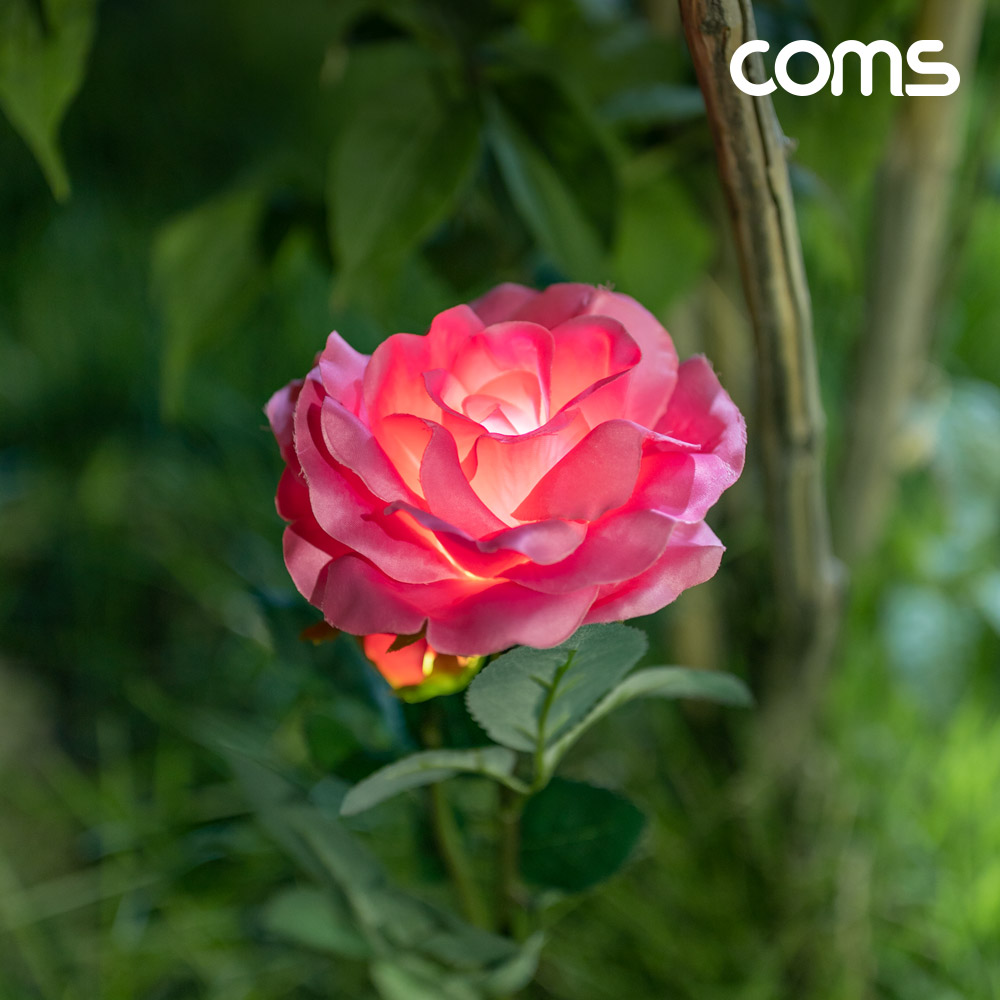 Coms 태양광 LED 정원등 Pink 장미 6개입