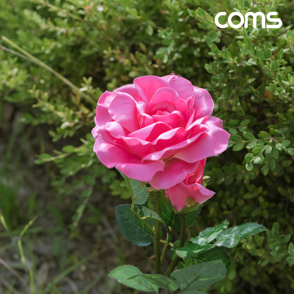 Coms 태양광 LED 정원등 Pink 장미 6개입